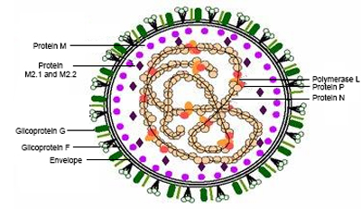 Morphologische-Struktur-RSV