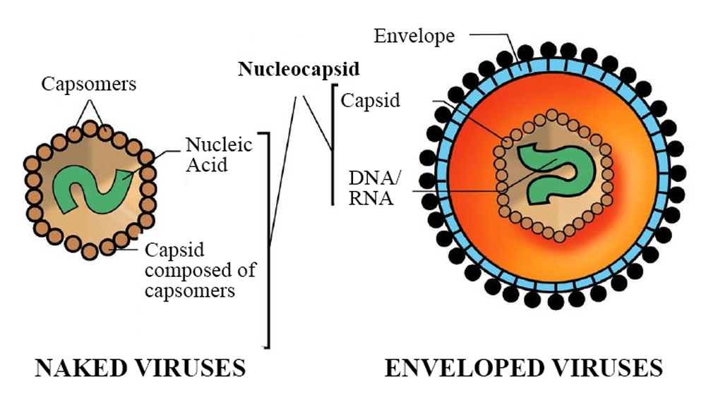 Virus-mit&ohne Huelle